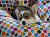 asleep 2014-11-15 001_thumb.gif